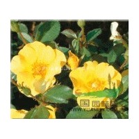 出售黃色大花黃冒月季有各種規(guī)格
