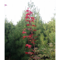 供應(yīng)大量精品白皮松、大規(guī)格櫻花、玉蘭