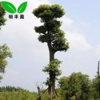 切桿香樟湖南婁底合作社單桿香樟工程樹(shù)