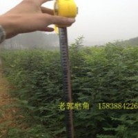 什么是真正的皂角樹(shù)苗