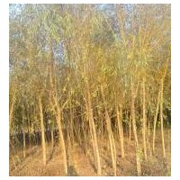 江蘇垂柳價格 南京垂柳價格 黃皮柳樹價格