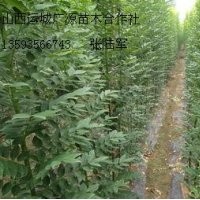3公分速生國槐大量低價出售