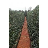 湖南農(nóng)科院新品大花絡(luò)石籬笆