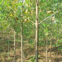 供應(yīng)白蠟，速生白蠟