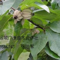 3、4公分翅果油歐李苗大量出售