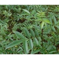 大紅袍花椒苗 50公分花椒苗