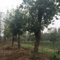 河南東潤三角楓1-25公分熱銷中