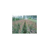 出售板栗苗 花椒苗 海棠苗 柿子苗