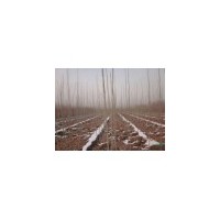 山西白臘苗 山西刺槐苗 山西棗樹苗