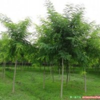 三至六年-國(guó)槐