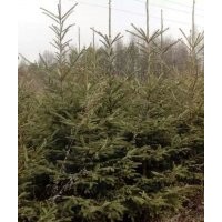 經(jīng)營的品種云杉和青扦