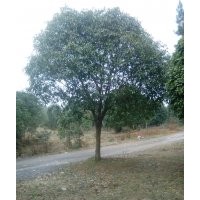 直徑8、10、12、15、18、20公分桂花樹苗