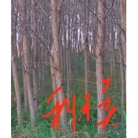 竹柳5-8公分10萬(wàn)棵到期處理！