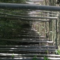 主營：新疆楊、垂柳、饅頭柳、紅柳、竹柳、旱枊、胡楊、沙棗苗、