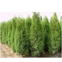 優(yōu)質(zhì)綠化側(cè)柏苗 占地側(cè)柏苗 山西側(cè)柏苗