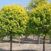 本苗圃地處內蒙古河套地區(qū)，長期供應山桃、山杏、新疆楊、小美旱