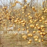 鮮食水果金秋香梨苗、秋月梨苗、元黃梨苗