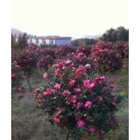 長(zhǎng)期供應(yīng)櫻花紅楓，青楓，羽毛楓，垂絲海棠