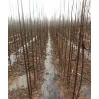 優(yōu)質(zhì)速生楸樹