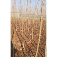 綠化苗木北欒,國槐,柳樹