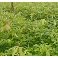 三年生楠木苗，高度一米以上，有意者電話聯(lián)系，可現(xiàn)場看貨。