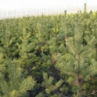 低價(jià)出售大量油松樟子松