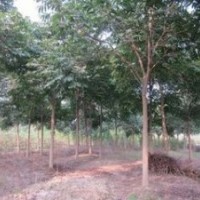 苗圃供應(yīng)10公分無(wú)患子價(jià)格 12公分無(wú)患子價(jià)格 南京無(wú)患子產(chǎn)地