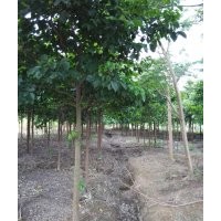 廣西哪里有秋楓地苗