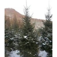 紅皮云杉：1-7米(另有2年生、3年生云杉、白樺、五角楓、紅松