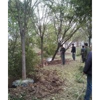 滄州綠茵苗圃清地出售榆樹(shù)，速生柳，春樹(shù)，價(jià)格便宜