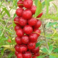 ★鈣果苗價格、農(nóng)大鈣果苗、山西鈣果苗、鈣果苗