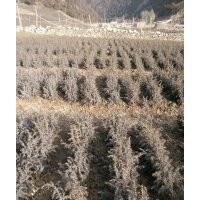 出售云杉、圓柏等苗木