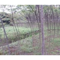 樟樹2，3公分10萬棵，欒樹2-8幾萬棵大量批發(fā)
