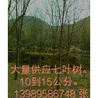 大量供應(yīng)七葉樹
