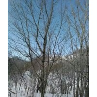 供應(yīng)叢生五角楓，五角楓，暴馬子