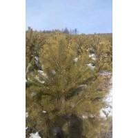 大量供應1.5--2.5樟子松，2--6米云杉