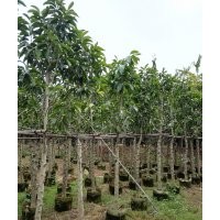 白玉蘭供應(yīng)商