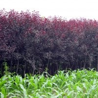 紅葉李苗木各種規(guī)格都有包成活