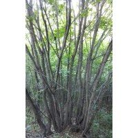 大樹(shù)叢生五角楓,叢生蒙古櫟,叢生白樺