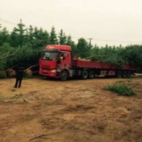 苗圃供應(yīng)銀杏