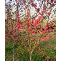 紅葉碧桃，5-6公分紅葉碧桃，7-8公分紫葉碧桃