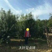 供應(yīng)大葉女貞球