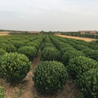 供應(yīng)山東招遠大葉黃楊球苗