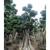 重慶提根嫁接小葉榕樁頭/永秀榕樹基地/造型吊根景觀榕樹樁頭