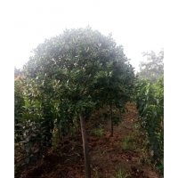 供應(yīng)高桿扶芳藤球