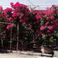 供應(yīng)三角梅