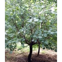 供應(yīng)黃櫨 叢生五角楓 北欒 大葉女貞