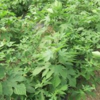 構(gòu)樹(shù)苗,鑫森源,構(gòu)樹(shù)苗生產(chǎn)基地