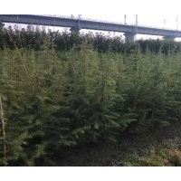 主產：雪松廣玉蘭白玉蘭紅葉石楠等苗木