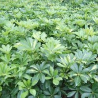 廣西南寧市供應(yīng)小葉欖仁，秋楓，藍花楹等綠化苗木